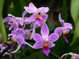 Phal.equestris006_mini